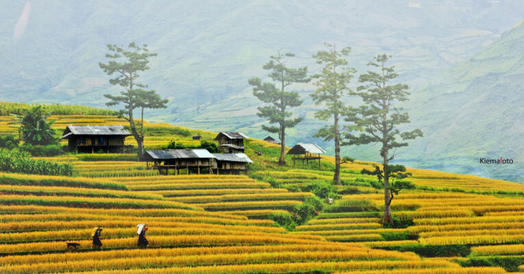 Mù Cang Chải múa lúa chín
